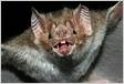 Morcego-vampiro Desmodus rotundus